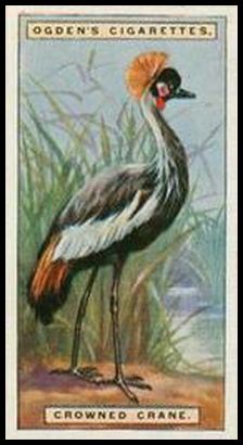 10 Crowned Crane